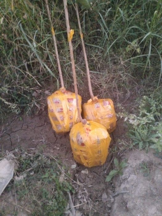 Жеміс ағаштар