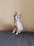 Pui Sphynx  Canadian disponibil