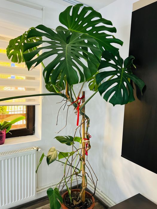 Floare Naturală Philodendron