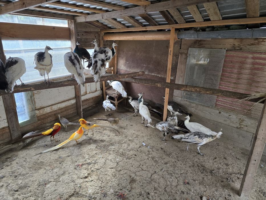 Vand pauni tineri 2025