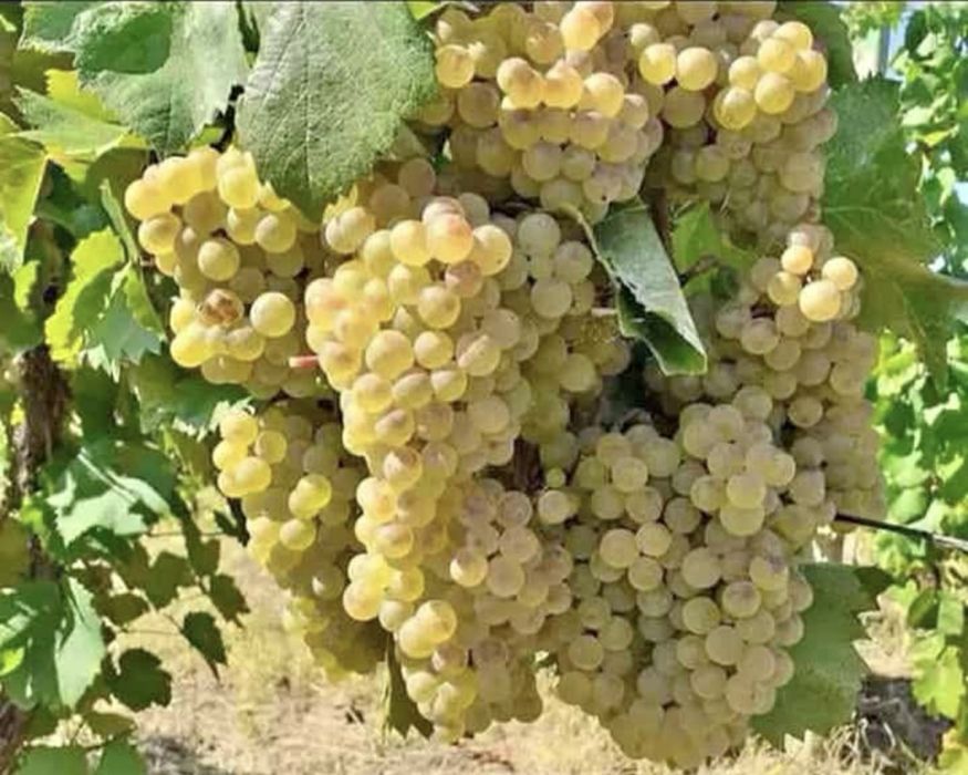 Struguri de vin