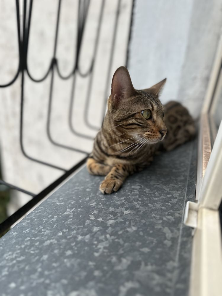 Продам бенгальскую кошку