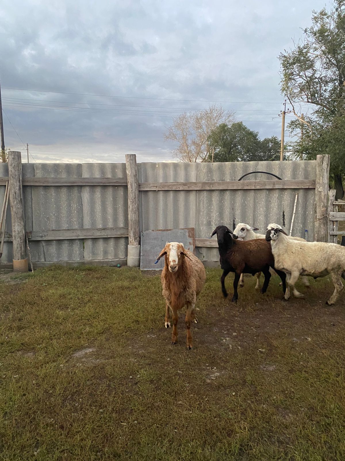 Продам кошкар гиссар