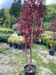 Plante Decorative pentru Design Peisagistic