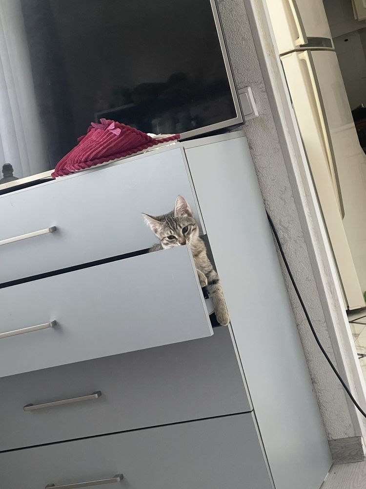 Отдам котенка в хорошие руки
