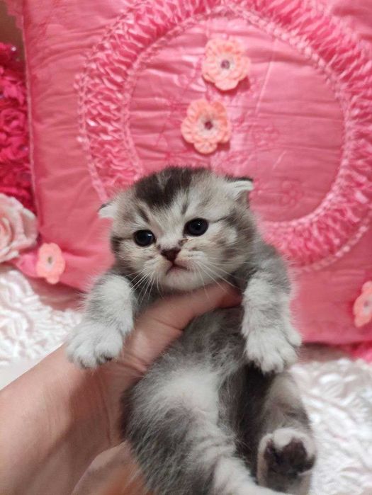 Бронируются котята