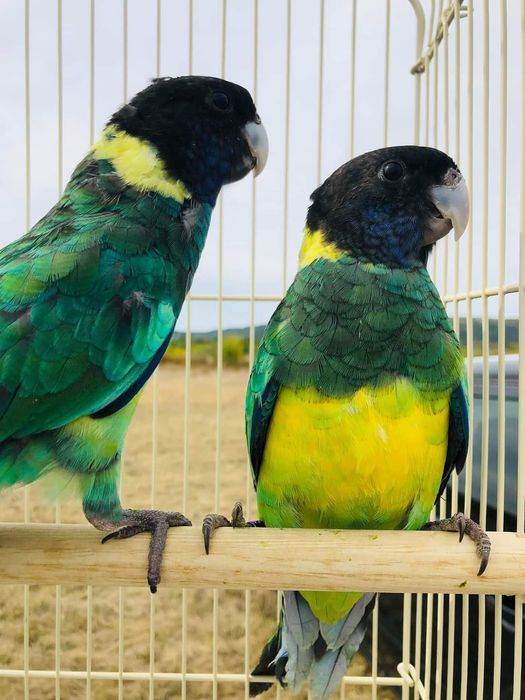 Бернардови папагали