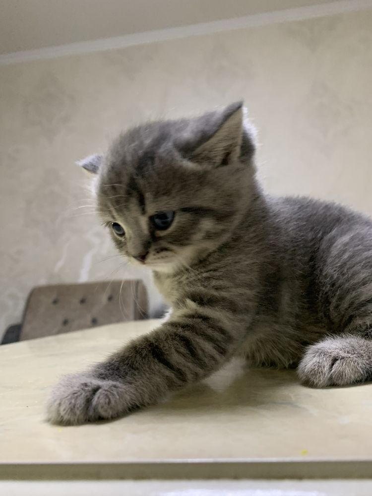 Котёнок Мушук болалари