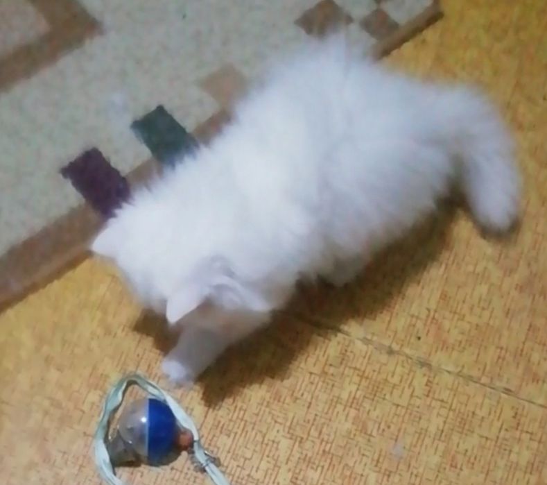 Котята персидские .