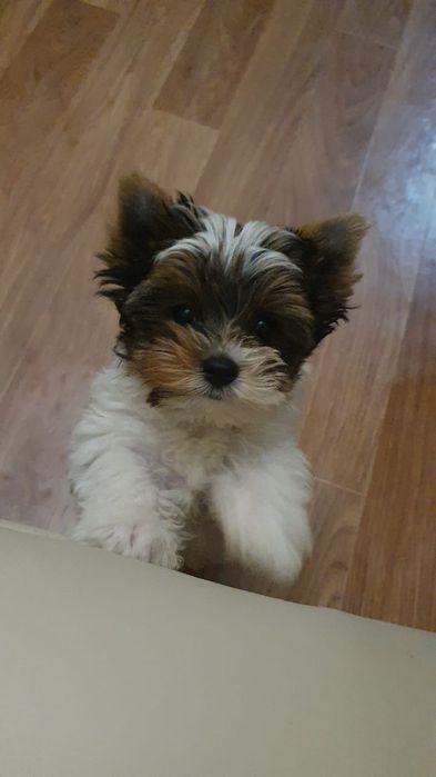 Щенки Бивер йорка готовы покарить вас