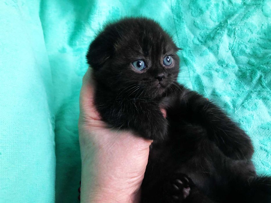 Pisicuță Scottish Fold, culoare ciocolată-neagră,  Pedigree