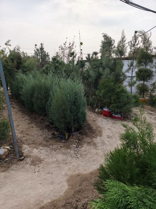 Арчалар 30 миндан Archalar 30 mingdan ADRIS Fod Sity ( AVANGART)