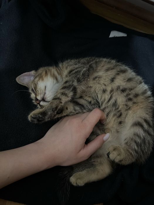 dau spre adoptie un pisoias