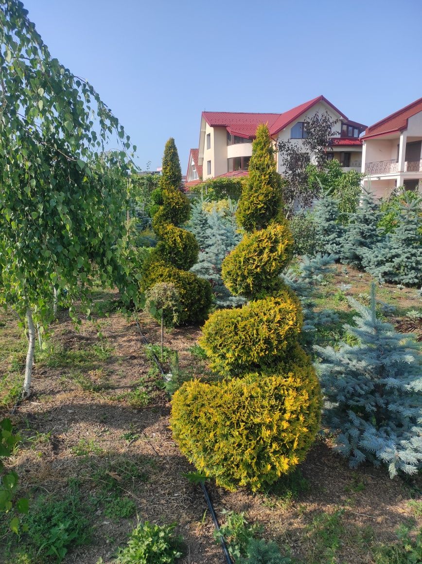 Plante Topiary pe Chamaecyparis si Thuja