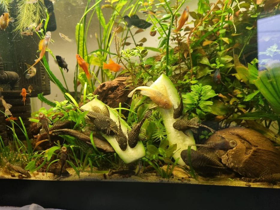 Ancistrusi  guppy sanitari acvariu