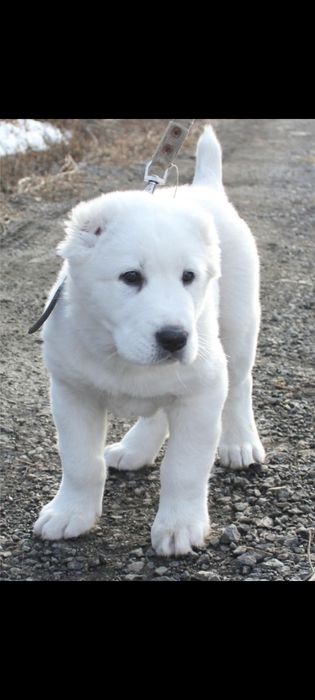 Аллабай туркман бартер тоза зот