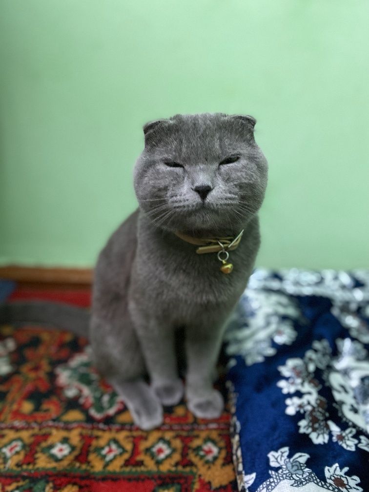 Sotilmaydi vyaskaga 300 ming erkak mushuk 11 oylik soglom skotish fold