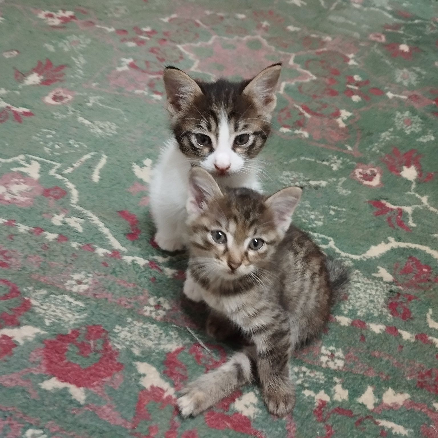 Котята бесплатно