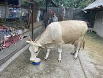Vaca de 3 ani foarte buna de lapte !