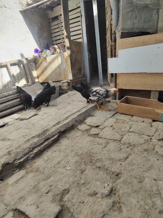 Товуклар сотилади