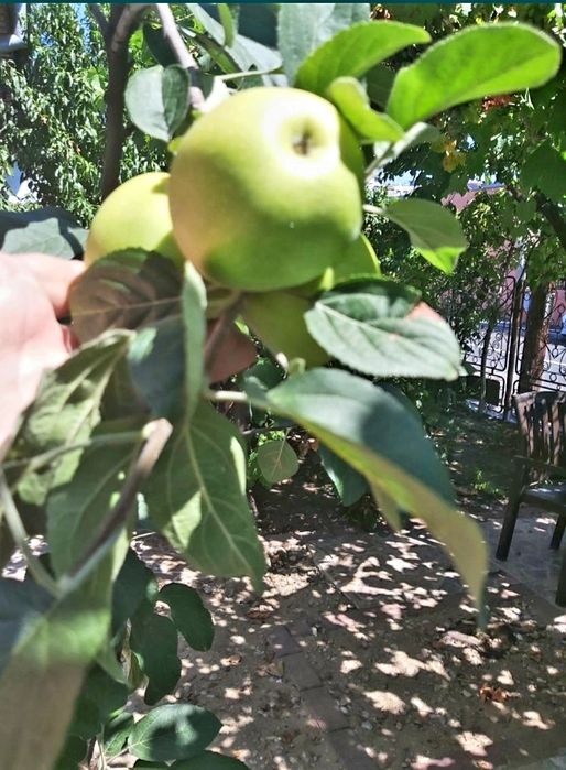 Pomi fructiferi pe rod la ghiveci