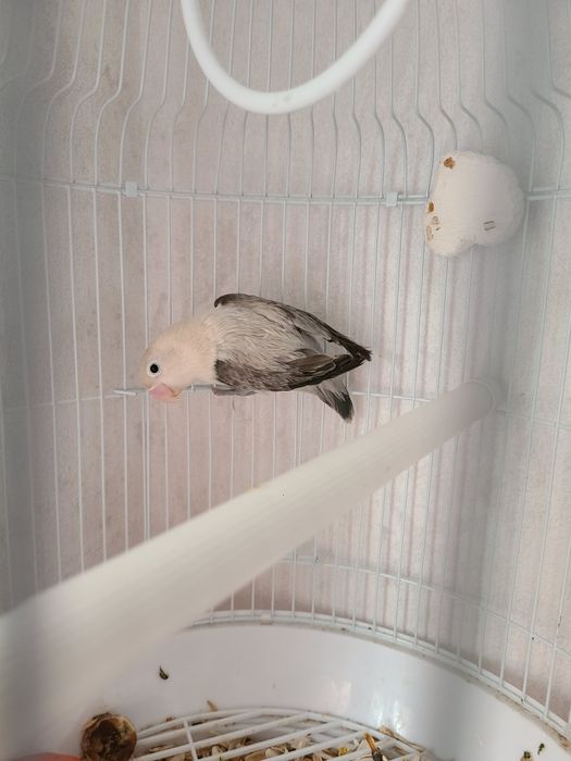 Папугай Неразлучник,1год