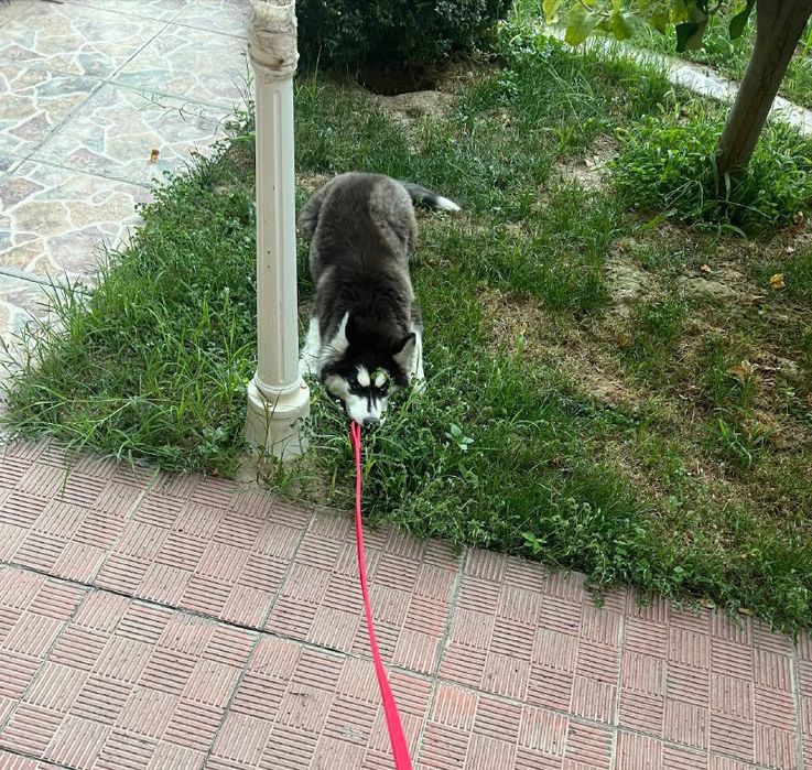 Продается Хаски Сибирская