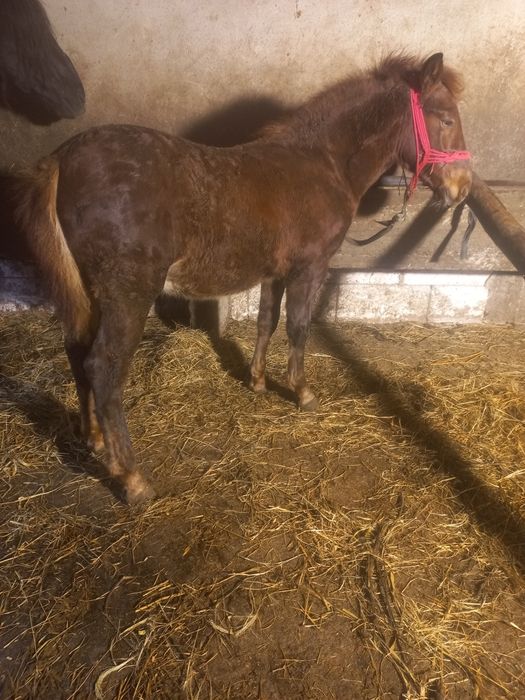 Vând cârlan de 5 luni forte frumos