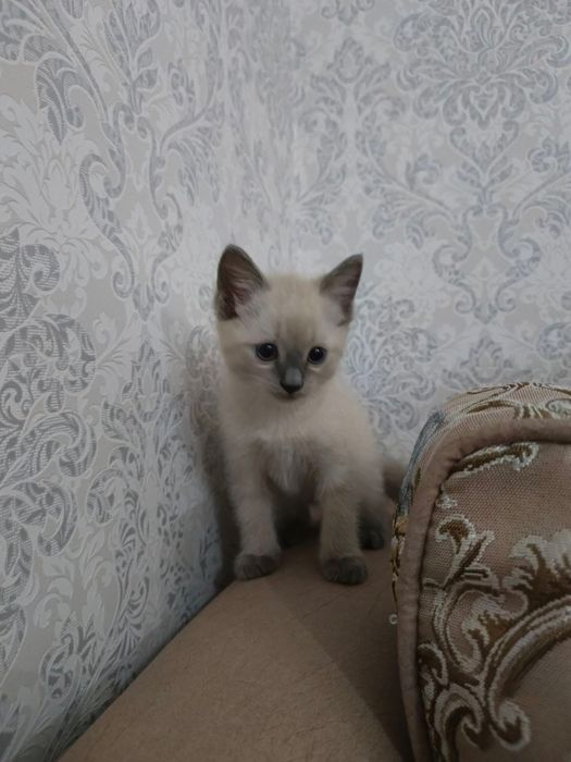 Продается котенок срочно!