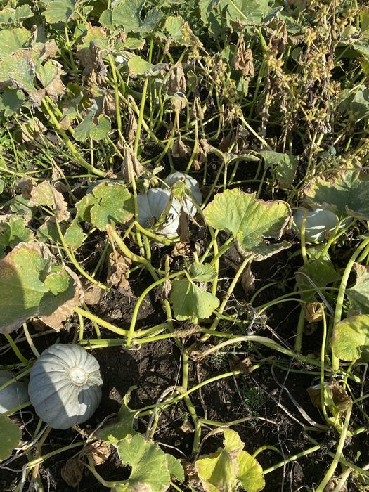 Vand dovleac de copt