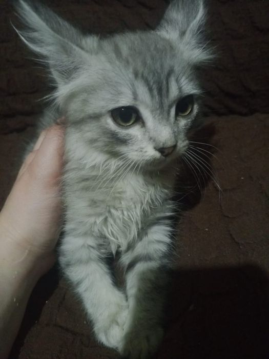 Отдам котенка в добрые руки