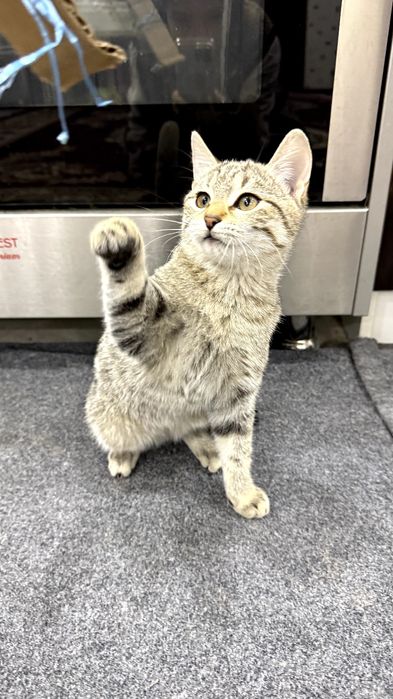 Котенок.  Мушукча