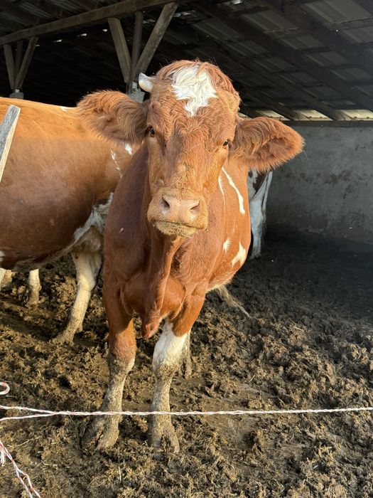 Vand vaca baltata, gestanta de 8 luni