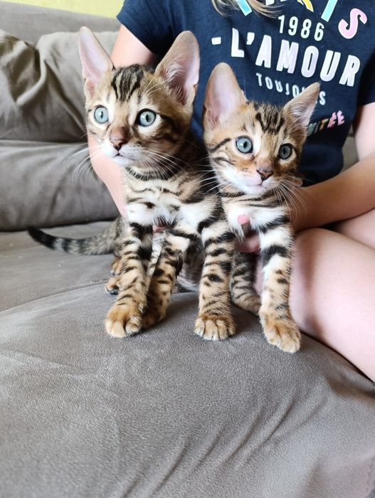 Продам бенгальских котят