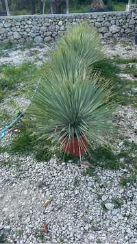 Yuca rostrata / mazlini / palmieri etc .