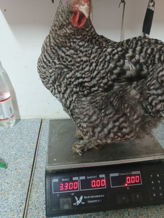 Инкубационные яйца породы Мехленской кукушки