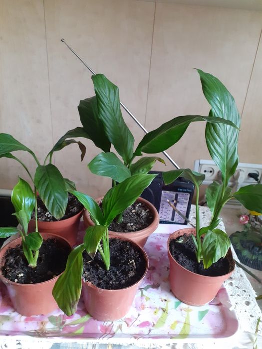 Большая распродажа цветов,большой выбор,можно для школы