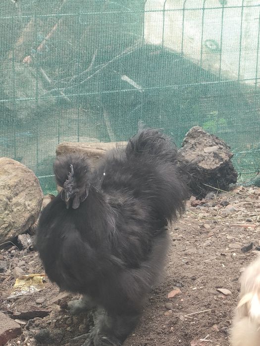 Cocoși mătase japoneză