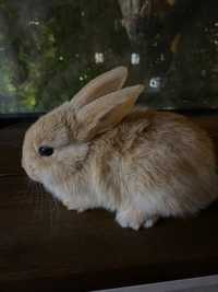 Декоротивный кролик,карликовый кролик(есть обмен)