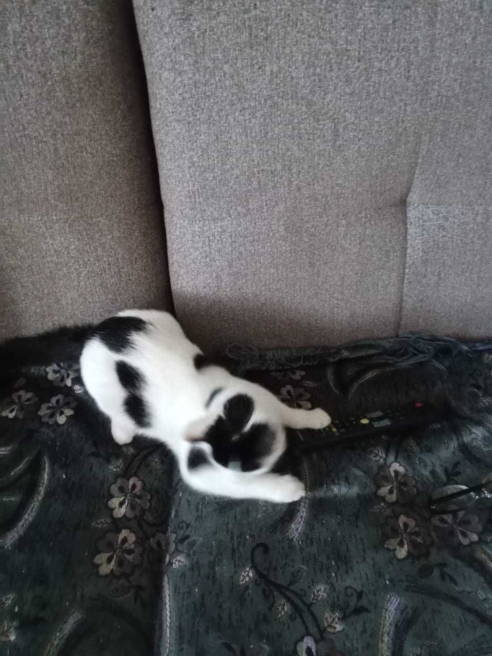 Отдам милого котёнка только хорошим, добрым, любящим животных людям