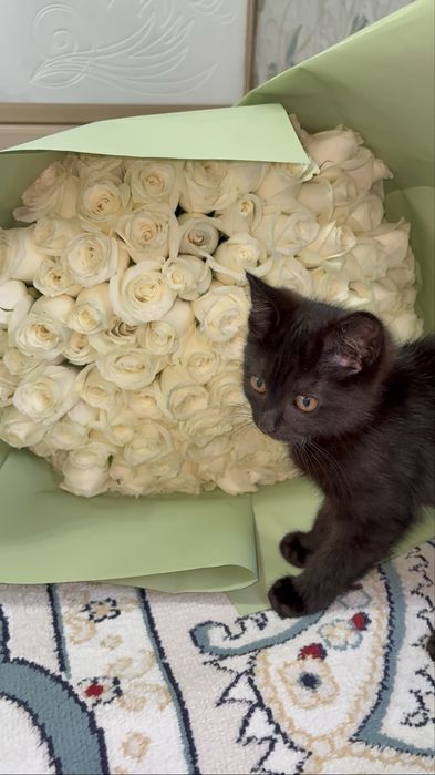 котенок отдам в добрые руки