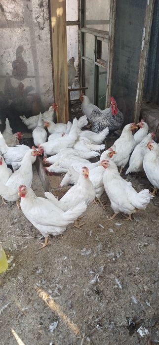 Продам кур породы несушки