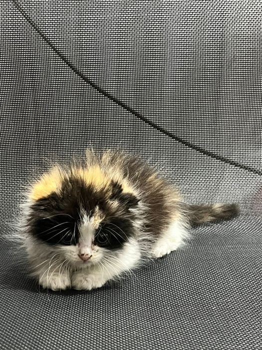 Котёнок вислоухая