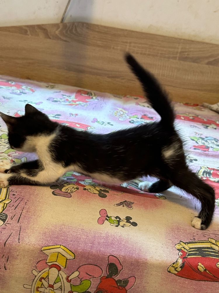 Pisicute spre adoptie