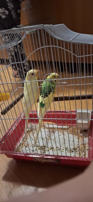 Vand papagali tip peruși