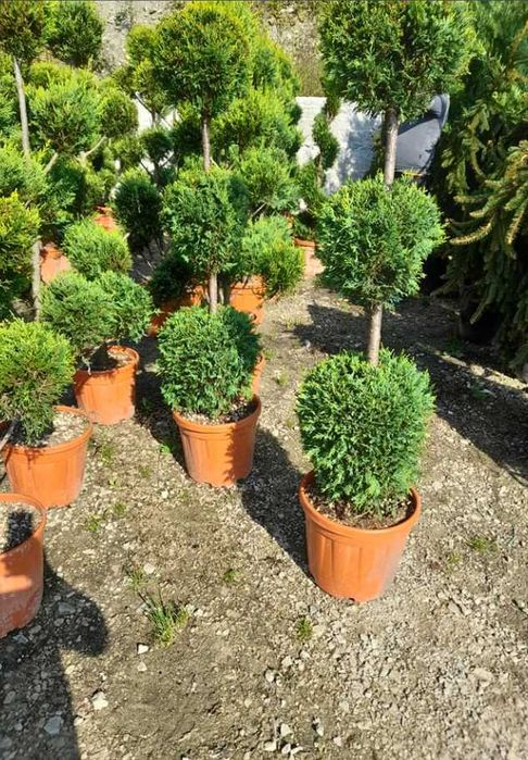 Plante ornamentale de efect pentru grădini impresionante
