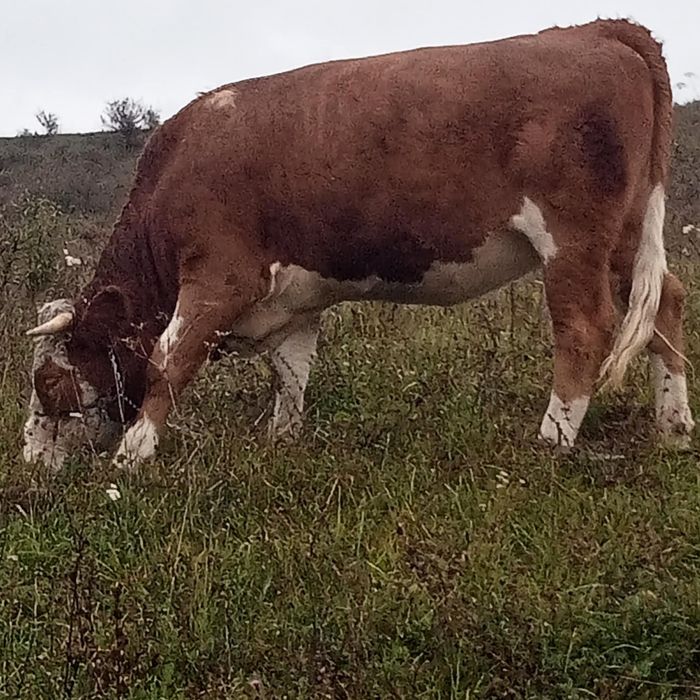 Vînd 2 vaci una de 6 ani și una de 2 ani