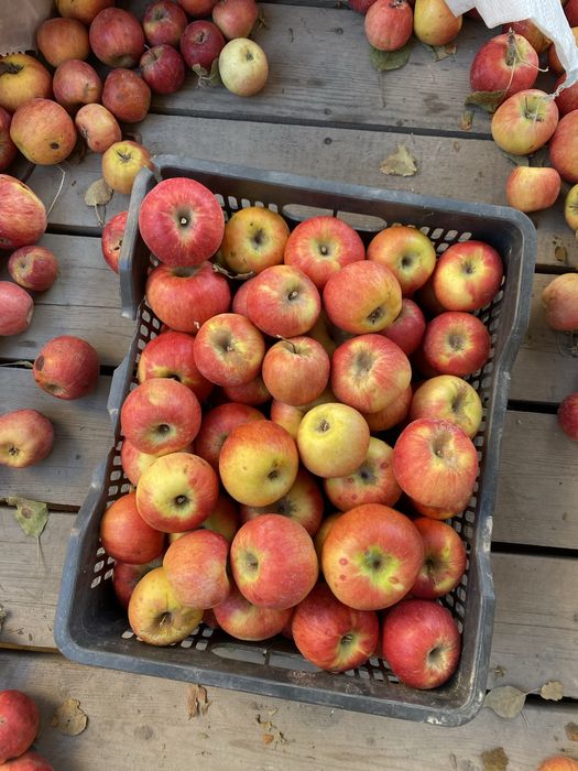 яблоки шымкент по 150тг