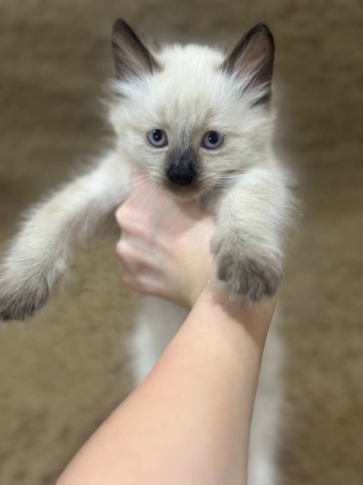 Сиамский котёнок