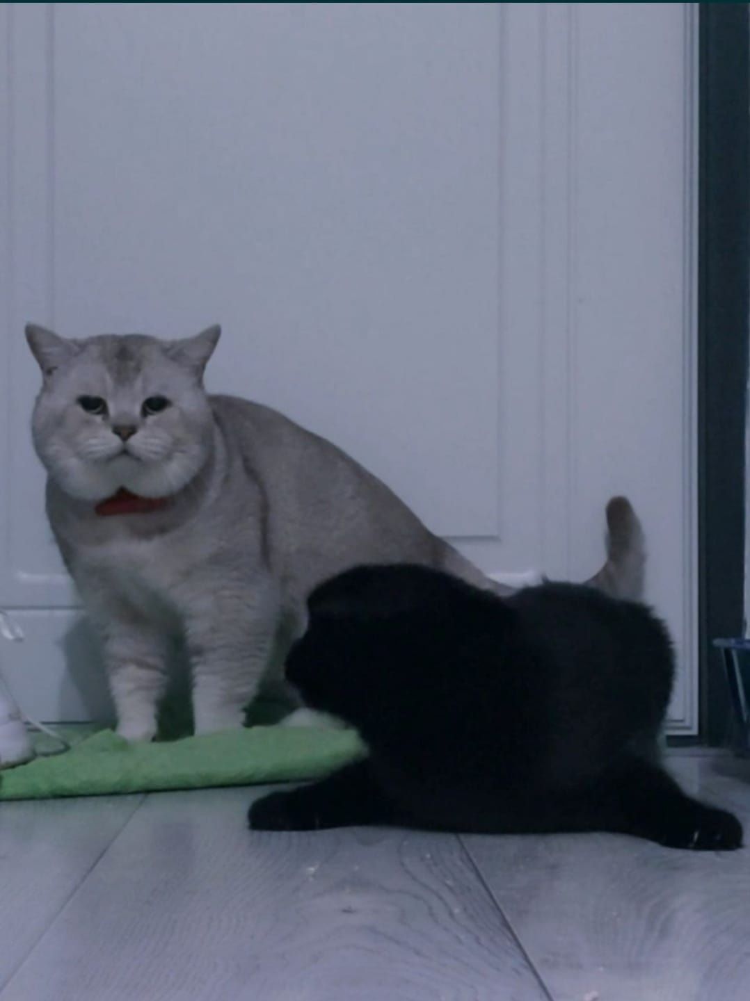 Вязка, Кот, с опытом
